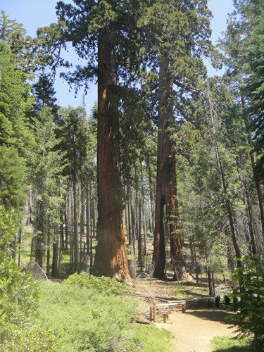 road trip : sequoias-geants